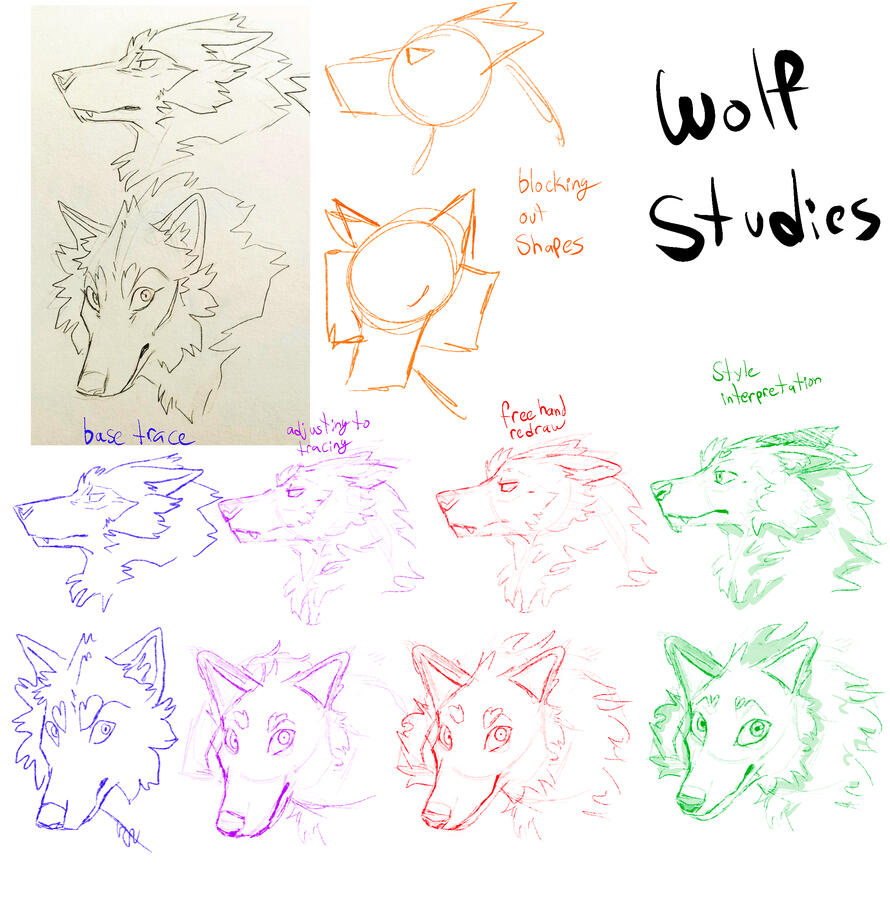 Wolf studies (the image above is NOT original work created by me, but only referenced)