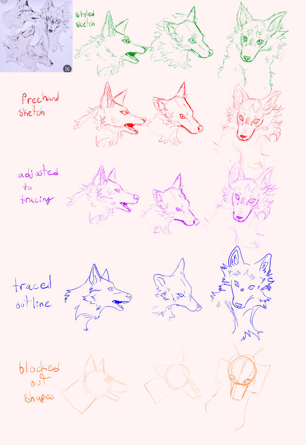 Wolf studies, (the image above is NOT original work created by me)
